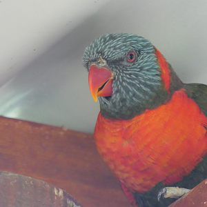 Red-collared X Rainbow Lorikeet