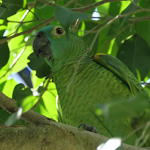 Amazon ID - Birdworld Kuranda