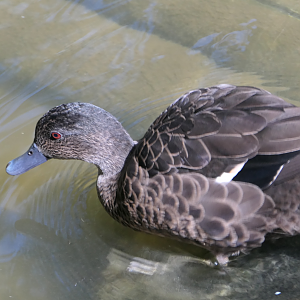 Teal ID - Birdworld Kuranda