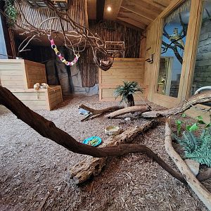 Oglebay Good Zoo - Linneaus's two-toed sloth, golden lion tamarin, southern three-banded armadillo, red-footed tortoise