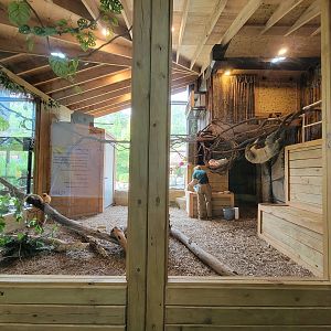 Oglebay Good Zoo - Linneaus's two-toed sloth, golden lion tamarin, southern three-banded armadillo, red-footed tortoise