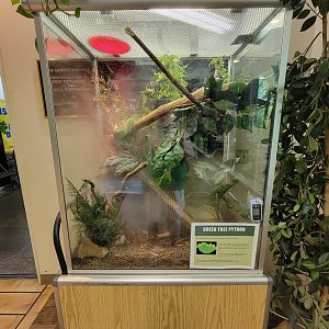 Oglebay Good Zoo - Green tree python