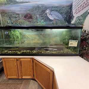 Oglebay Good Zoo - Hellbender