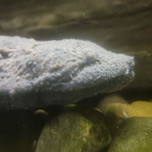 Oglebay Good Zoo - Hellbender face