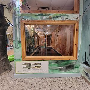 Oglebay Good Zoo - American alligator