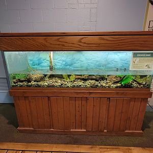 Oglebay Good Zoo - Tentacled snake