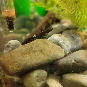 Oglebay Good Zoo - Tentacled snake