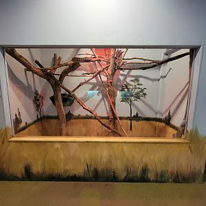 Oglebay Good Zoo - Carpet python