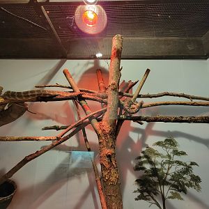 Oglebay Good Zoo - Carpet python