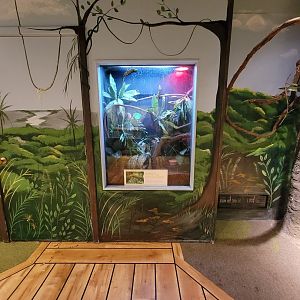 Oglebay Good Zoo - Madagascar giant day gecko