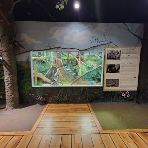 Oglebay Good Zoo - Mongoose lemur, radiated tortoise