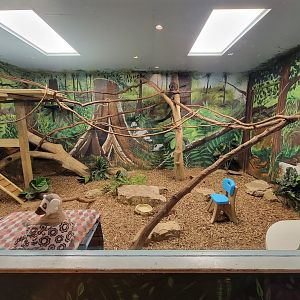 Oglebay Good Zoo - Mongoose lemur, radiated tortoise