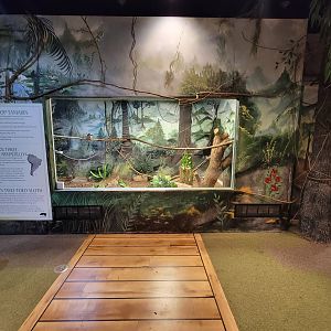 Oglebay Good Zoo - Cotton-top tamarin, Linneaus's two-toed sloth, southern three-banded armadillo