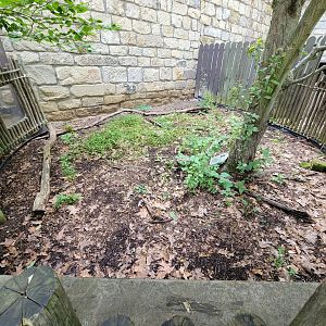 Oglebay Good Zoo - Eastern box turtle (unseen)