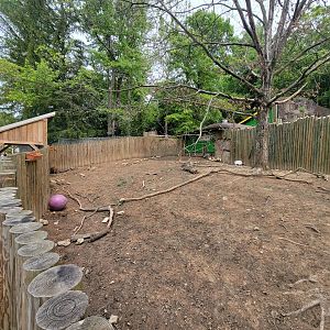 Oglebay Good Zoo - Red river hogs