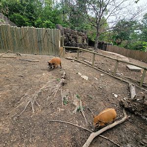 Oglebay Good Zoo - Red river hogs, porcupine to the right