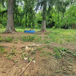 Oglebay Good Zoo - Cheetahs