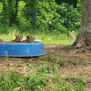 Oglebay Good Zoo - Cheetahs