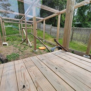 Oglebay Good Zoo - Serval