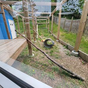 Oglebay Good Zoo - Serval