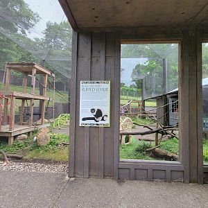 Oglebay Good Zoo - Black and white ruffed lemurs, formerly lorikeet feeding
