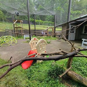 Oglebay Good Zoo - Black and white ruffed lemurs, formerly lorikeet feeding