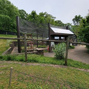 Oglebay Good Zoo - Ruffed lemurs from walkabout