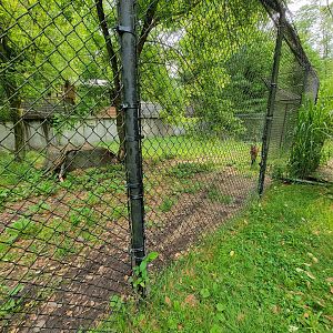 Oglebay Good Zoo - Maned wolf yard from bts/ground
