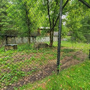 Oglebay Good Zoo - Maned wolf yard from bts/ground