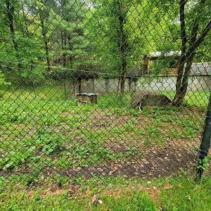 Oglebay Good Zoo - Maned wolf yard from bts/ground