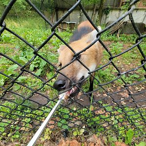 Oglebay Good Zoo - Maned wolf from bts/ground