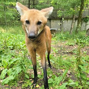 Oglebay Good Zoo - Maned wolf from bts/ground
