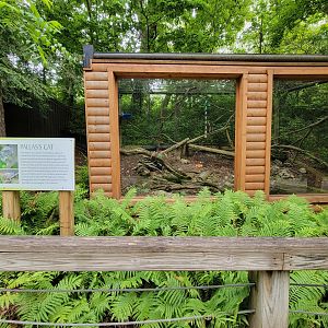Oglebay Good Zoo - Pallas's cat