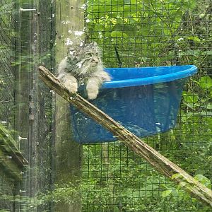 Oglebay Good Zoo - Bucket cat :) Pallas's cat
