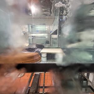 Oglebay Good Zoo - Hellbender breeding, West Virginia Conservation Center