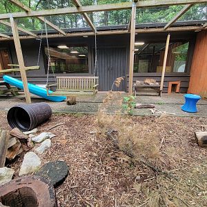 Oglebay Good Zoo - Bobcats outdoor yard from outside windows, West Virginia Conservation Center