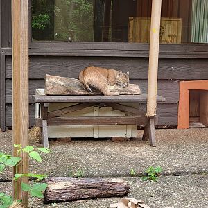 Oglebay Good Zoo - Bobcats outdoor yard from outside windows, West Virginia Conservation Center