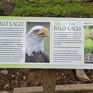 Oglebay Good Zoo - Bald eagle