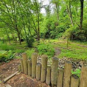 Oglebay Good Zoo - Bald eagle