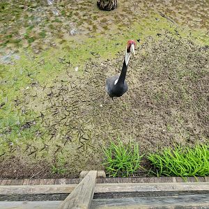 Oglebay Good Zoo - Wetlands, White-naped crane