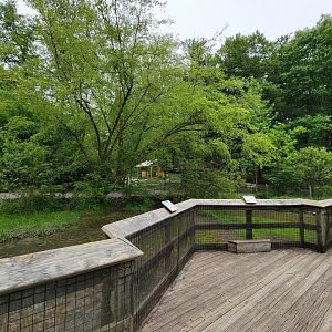 Oglebay Good Zoo - Wetlands, White-naped crane