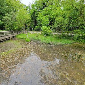 Oglebay Good Zoo - Wetlands, White-naped crane