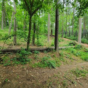 Oglebay Good Zoo - Red wolves, yard 1
