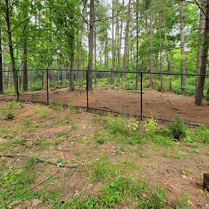 Oglebay Good Zoo - Red wolves, yard 2