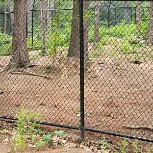 Oglebay Good Zoo - Red wolves, yard 2, mom wolf walking around