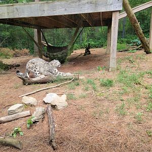 Oglebay Good Zoo - Snow leopard stretches