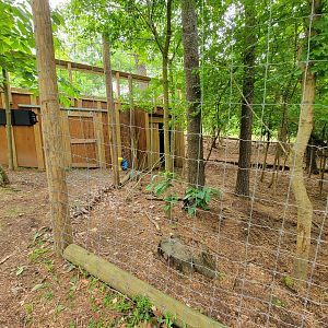 Oglebay Good Zoo - Central Chinese Goral yard