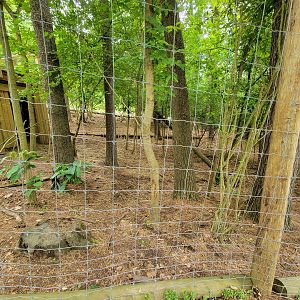 Oglebay Good Zoo - Central Chinese Goral yard