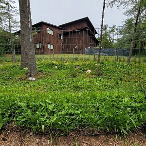 Oglebay Good Zoo - Patagonian mara