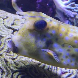 Longhorn Cowfish (Lactoria cornuta)